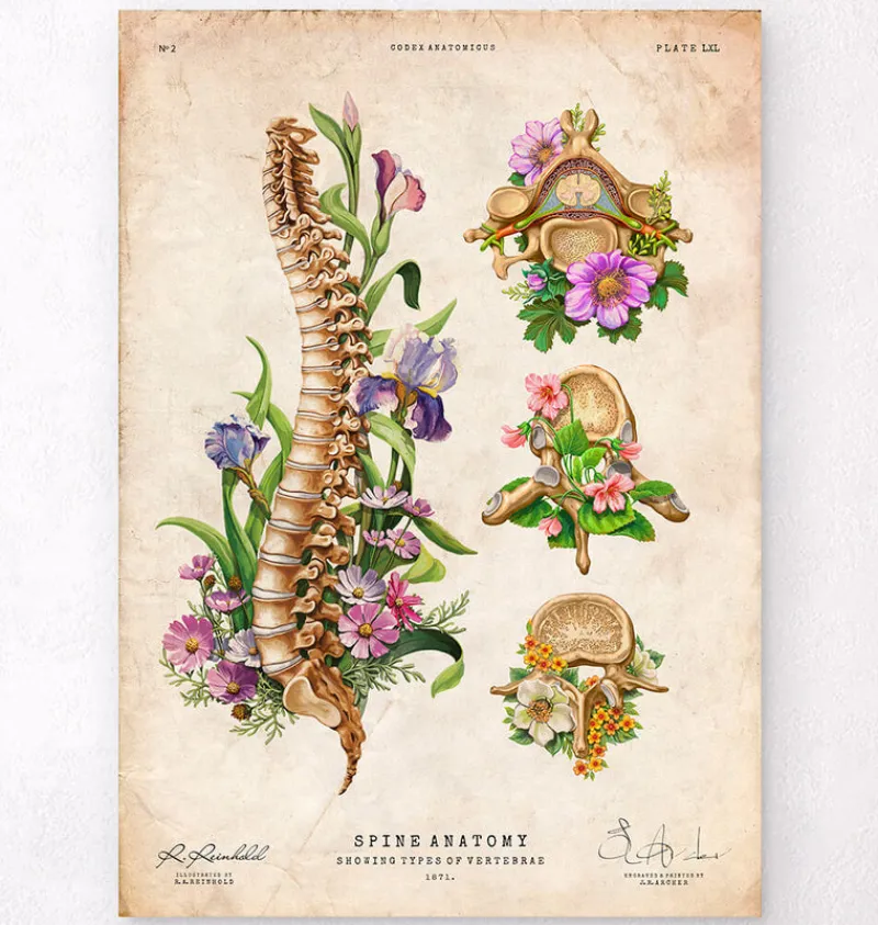 Codex Anatomicus Skull & Skeleton^Spine chart - Floral - Vintage