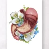 Codex Anatomicus Digestive System^Stomach anatomy - Floral - White