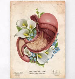 Codex Anatomicus Digestive System^Stomach anatomy - Floral - Vintage