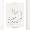 Codex Anatomicus Digestive System^Stomach anatomy - Line Art
