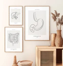 Codex Anatomicus Digestive System^Stomach anatomy - Line Art