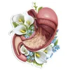 Codex Anatomicus Stickers^Stomach anatomy sticker - Floral
