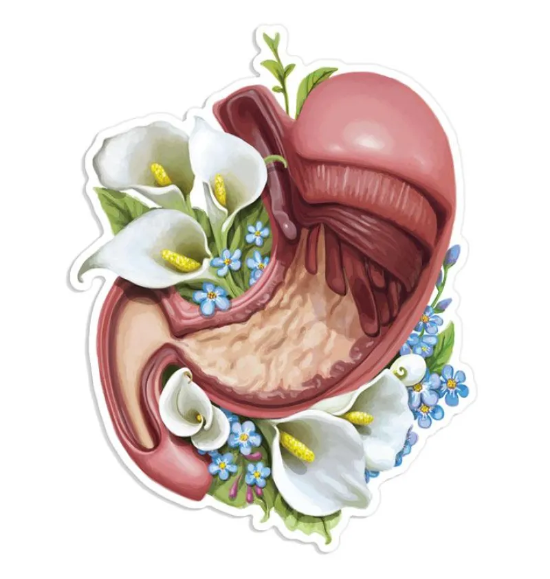 Codex Anatomicus Stickers^Stomach anatomy sticker - Floral