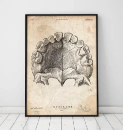 Codex Anatomicus Dental Anatomy^Teeth anatomy art print