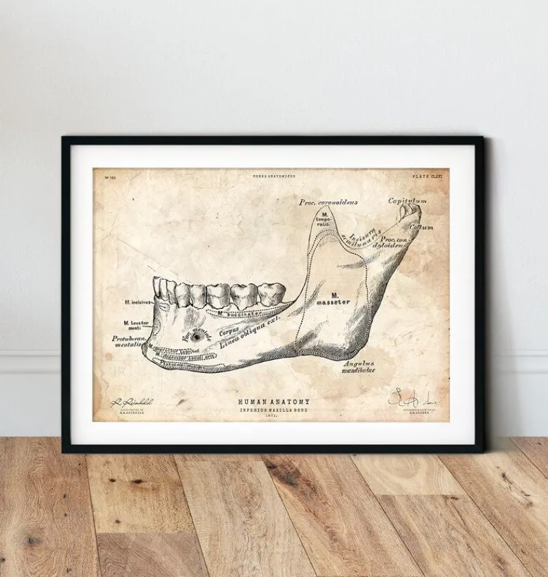 Codex Anatomicus Dental Anatomy^Teeth and jaw bone anatomy print