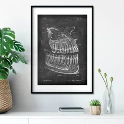 Codex Anatomicus Skull & Skeleton | Dental Anatomy^Teeth and jaws anatomy - Chalkboard