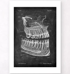 Codex Anatomicus Skull & Skeleton | Dental Anatomy^Teeth and jaws anatomy - Chalkboard