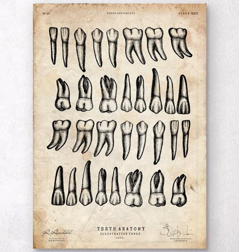 Codex Anatomicus Dental Anatomy^Teeth chart art print