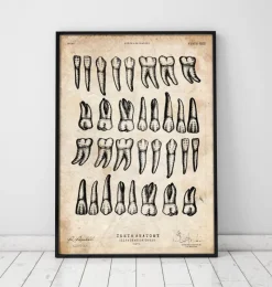 Codex Anatomicus Dental Anatomy^Teeth chart art print