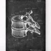 Codex Anatomicus Skull & Skeleton^Thoracic vertebrae - Chalkboard