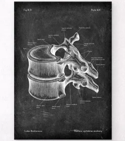 Codex Anatomicus Skull & Skeleton^Thoracic vertebrae - Chalkboard
