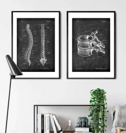 Codex Anatomicus Skull & Skeleton^Thoracic vertebrae - Chalkboard