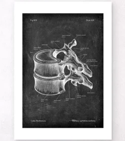 Codex Anatomicus Skull & Skeleton^Thoracic vertebrae - Chalkboard