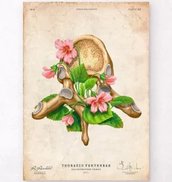Codex Anatomicus Skull & Skeleton^Thoracic vertebrae - Floral - Vintage