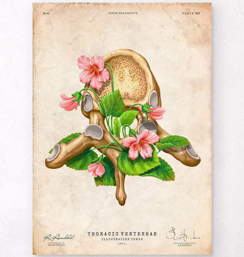 Codex Anatomicus Skull & Skeleton^Thoracic vertebrae - Floral - Vintage