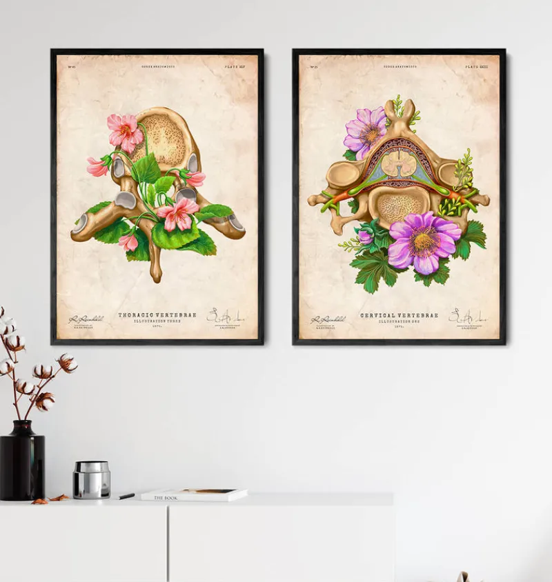 Codex Anatomicus Skull & Skeleton^Thoracic vertebrae - Floral - Vintage
