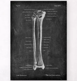 Codex Anatomicus Skull & Skeleton^Tibia & Fibula - Chalkboard