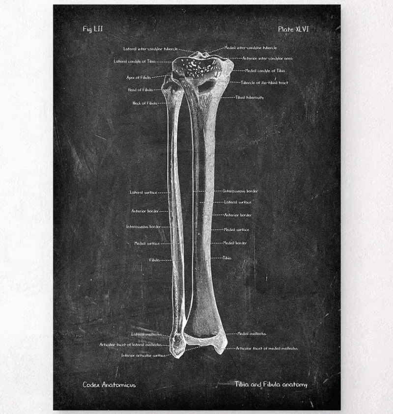 Codex Anatomicus Skull & Skeleton^Tibia & Fibula - Chalkboard