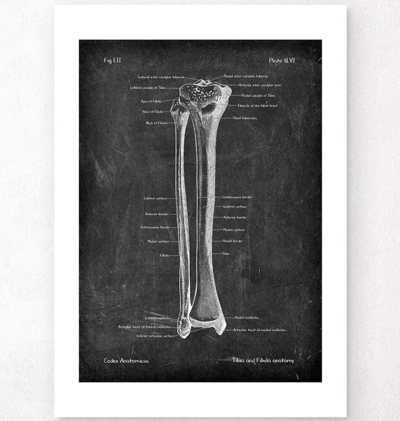 Codex Anatomicus Skull & Skeleton^Tibia & Fibula - Chalkboard