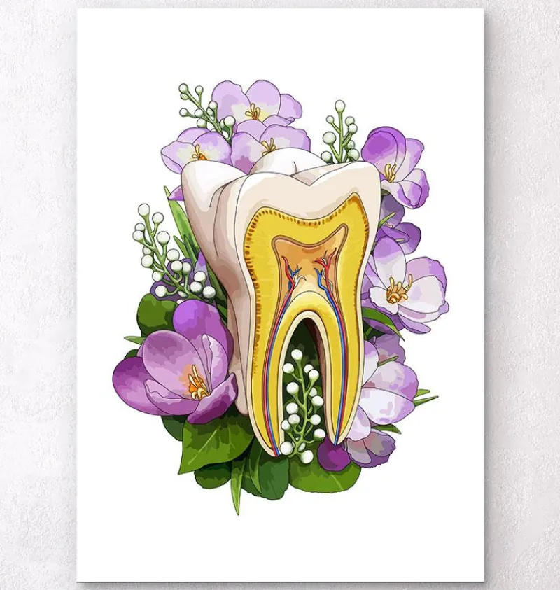 Codex Anatomicus Dental Anatomy^Tooth anatomy - Floral - White