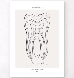 Codex Anatomicus Dental Anatomy^Tooth anatomy - Line Art