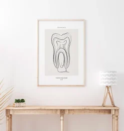 Codex Anatomicus Dental Anatomy^Tooth anatomy - Line Art