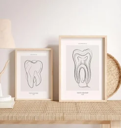 Codex Anatomicus Dental Anatomy^Tooth anatomy - Line Art