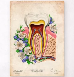 Codex Anatomicus Dental Anatomy^Tooth anatomy II - Floral - Vintage
