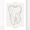 Codex Anatomicus Dental Anatomy^Tooth anatomy II - Line Art