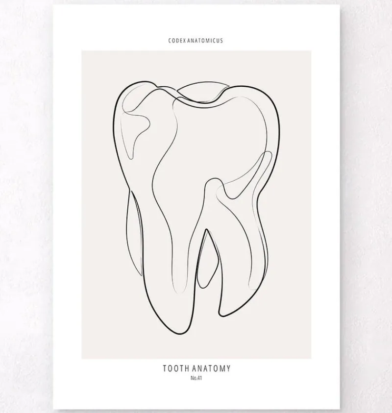 Codex Anatomicus Dental Anatomy^Tooth anatomy II - Line Art