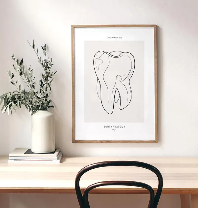 Codex Anatomicus Dental Anatomy^Tooth anatomy II - Line Art