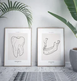 Codex Anatomicus Dental Anatomy^Tooth anatomy II - Line Art
