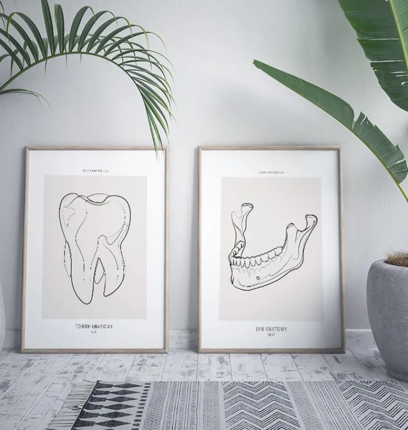 Codex Anatomicus Dental Anatomy^Tooth anatomy II - Line Art