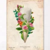 Codex Anatomicus Dental Anatomy^Tooth anatomy III - Floral - Vintage