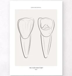Codex Anatomicus Dental Anatomy^Tooth anatomy III - Line Art