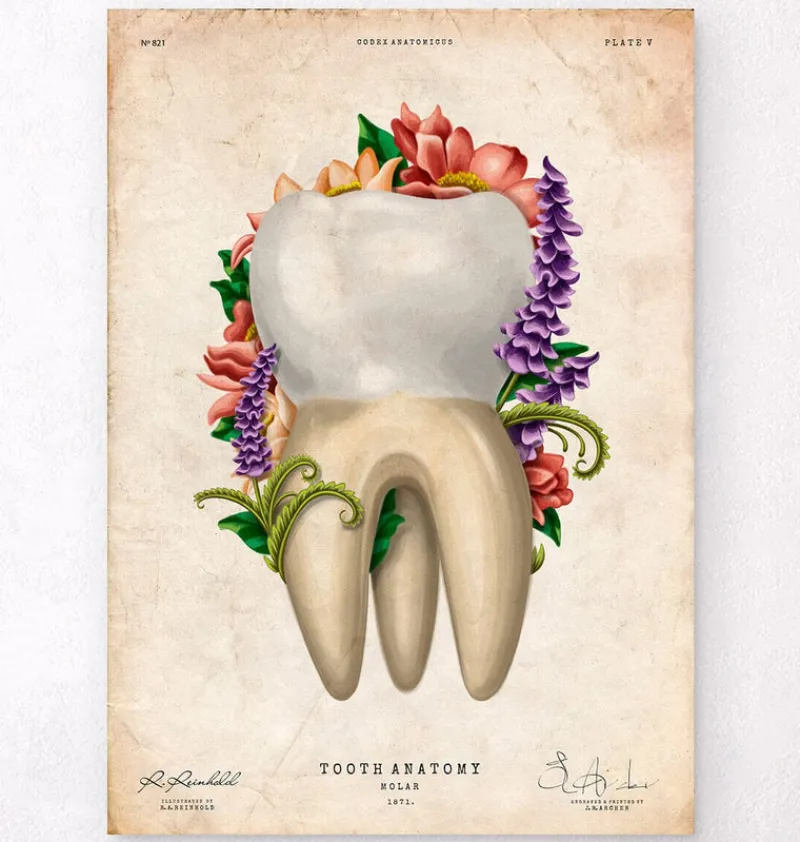 Codex Anatomicus Dental Anatomy^Tooth anatomy IV - Floral - Vintage
