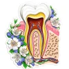 Codex Anatomicus Stickers^Tooth anatomy sticker - Floral