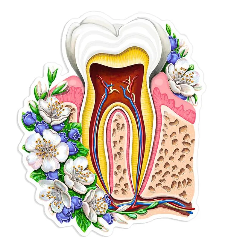 Codex Anatomicus Stickers^Tooth anatomy sticker - Floral