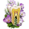 Codex Anatomicus Stickers^Tooth anatomy sticker II - Floral