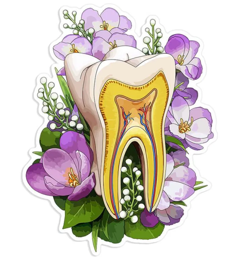 Codex Anatomicus Stickers^Tooth anatomy sticker II - Floral
