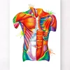 Codex Anatomicus Full Body Anatomy^Torso anatomy art - Watercolor splash