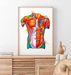 Codex Anatomicus Full Body Anatomy^Torso anatomy art - Watercolor splash