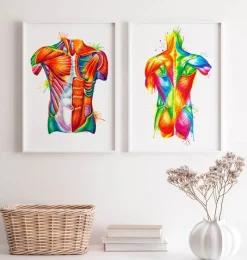 Codex Anatomicus Full Body Anatomy^Torso anatomy art - Watercolor splash