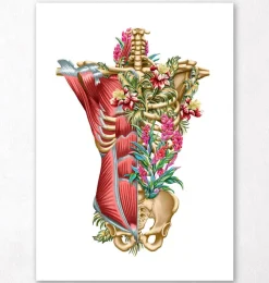 Codex Anatomicus Full Body Anatomy^Torso muscles & bones - Floral - White