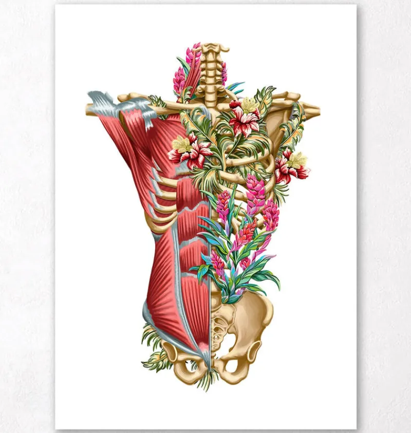 Codex Anatomicus Full Body Anatomy^Torso muscles & bones - Floral - White