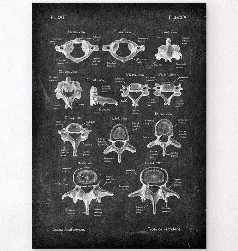 Codex Anatomicus Skull & Skeleton^Types of vertebrae - Chalkboard