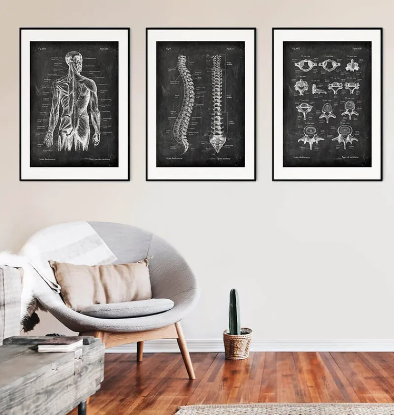 Codex Anatomicus Skull & Skeleton^Types of vertebrae - Chalkboard