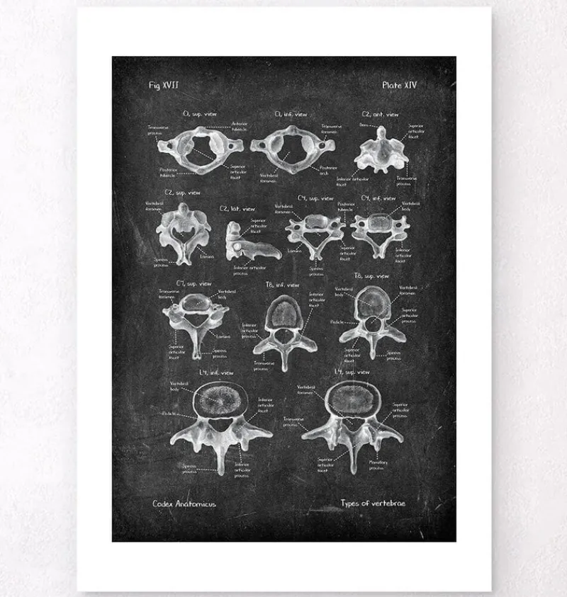 Codex Anatomicus Skull & Skeleton^Types of vertebrae - Chalkboard