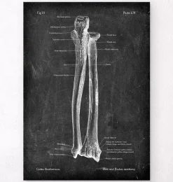 Codex Anatomicus Skull & Skeleton | Hands & Legs^Ulna & Radius - Chalkboard