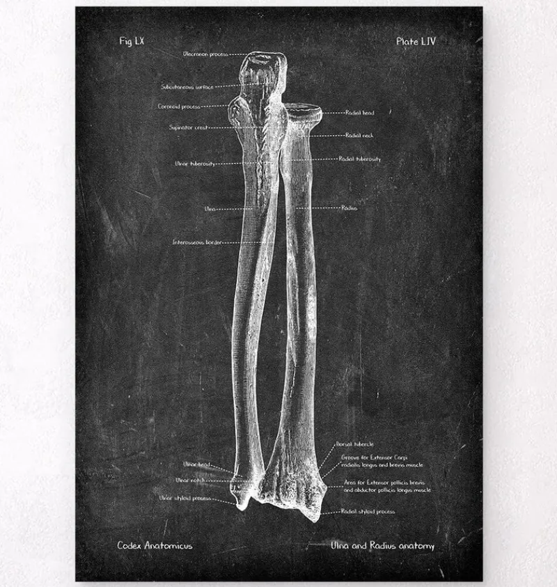 Codex Anatomicus Skull & Skeleton | Hands & Legs^Ulna & Radius - Chalkboard